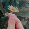 hanindacahya1