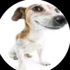 doggogerada30