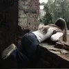 absolutvaniilla