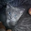 lou243248