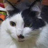 brdgs1