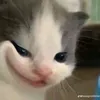 vnthnhnguyn9231