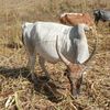 aboubakardemba2