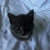 marko_laoshi