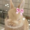 🎀 ꕤ ฟ้าชอบสีชมพู  ·ᴗ· 🐇