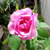 maria.castellano841