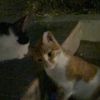 angelina_malvine
