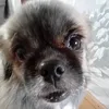 jonskujonsku2