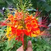 ujjal.sarkar84