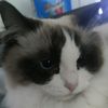 catsloversforever1