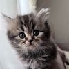 fofo._2024