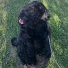 giantschnauzerfun