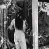gresia_219