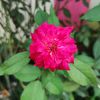 sadsongbangla1