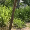 anunnakibuddha