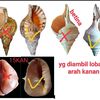 samrman4