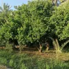 diyaa4460