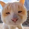 tiudaotiut