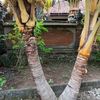ketut.suarsana62