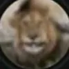 chpok.poopok