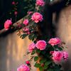 sabiha.islam5420