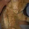 jamilyuai