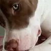 Pitbull Bolt