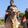 sapi_jowo