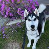 smokethesiberian