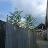 gegstoree