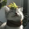 yakrutoinonesigma