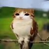 meowl._owl