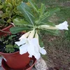 joseline.fulrad