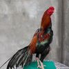 Bolang Ngapak Shop