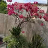 baohoangkhac