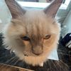 meowzzass