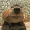 capibara_0312