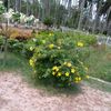 mdramjan775