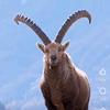 markhor.gilgit.ba