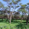 ifkamudug25