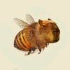 capybara87847