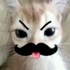 safira_cant