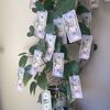 moneyplanter2