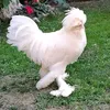 sahli6703
