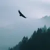 f1tiktok_16