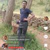 shambel739