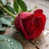 user39541608183056