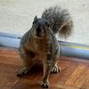 suzie_the_squirrel