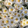 sahar.u0