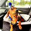 ramseythewiener1